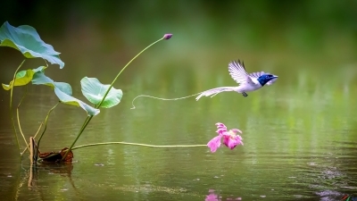 �ɷ�ҷӰ