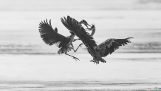 ����ս��----����