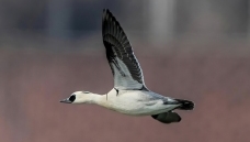 ��Ҫ�ɵĸ���