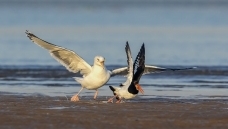 ׷��������Ÿ����