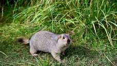 ϲ�����ź�̡