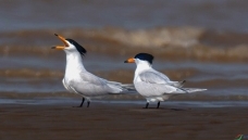 �л���ͷ��Ÿ