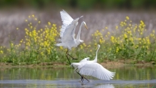 ���ض���