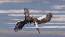 ���в���