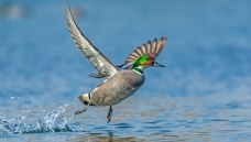 ����͵Ϯ��