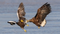 ��β����