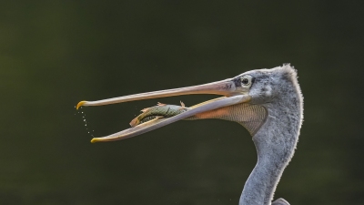 �Ұ��Բ���