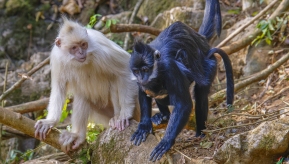 ��˹��ɽ�ֵĺڰ׾���