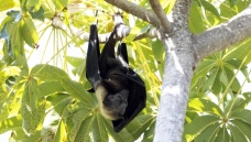 ̩����β����