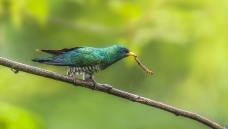 �����ɫ��