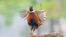 �ʼ�԰����Ļ�����