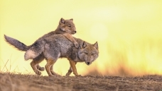 ��������