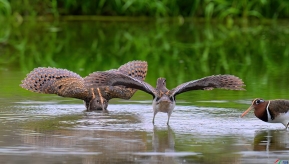 ��������