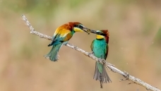 ����˫�ܣ��η�ʾ��