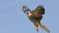 ��Ī����