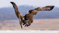 ���в���