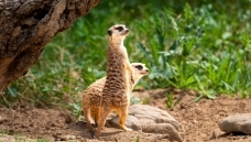 ���Ҷ�����