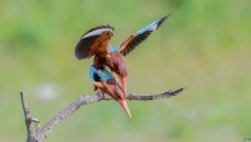 �����𽻻���