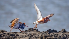 ������----������