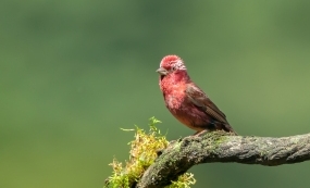 ���ɽ�����˵ľƺ�