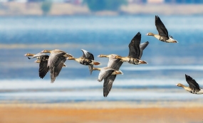 �����ɽ��ʪ���й���