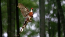 ���־���