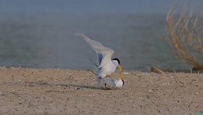 С�׶���Ÿ����