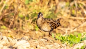 �κ������·���������