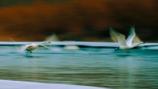 ����˫��