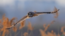 Ѱ������