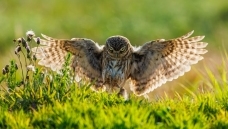 ����Ŀ��