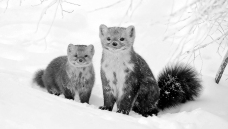 ѩ��С����һ����