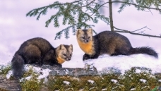 ����----ѩ��˫Ӱ