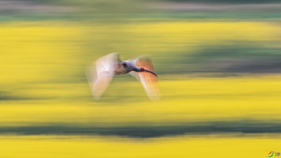 ������Ӱ