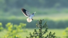 ץ������ĺڳ��