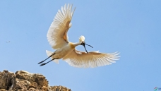 fʯǍu