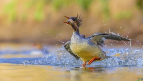 �˼��ϵ�ʢ��