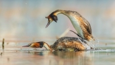 ������һԾ��