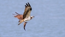 ����ץ��