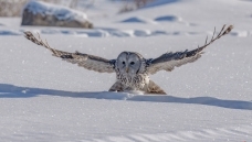 ��β���^������ת�����ܰ롱����Ƚ�������