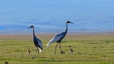 ��ԭ�ϵİ�����