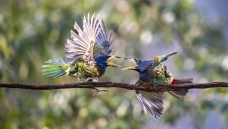 �����͸�