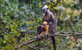 �ּ���Ӱ--��ͷҶ�����������