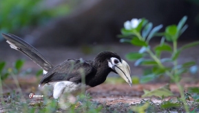 ֦ͷ������Ѱʳ