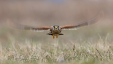 ӭ��ɡ�������