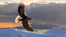 ��ͷ����