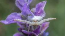 �����ĵȴ�