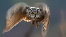 ��Ӱ