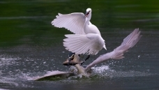 С������ҹi��