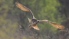 ӭ������